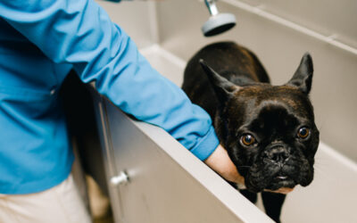 Facts About Fleas