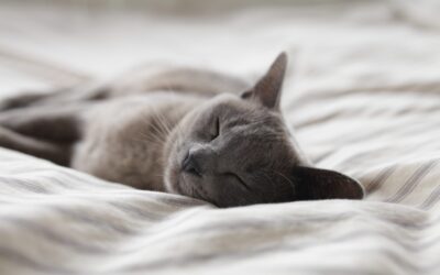 My Cat’s Not Eating – Feline Inappetence
