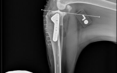 CRANIAL CRUCIATE LIGAMENT DISEASE