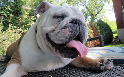 Canine Heat Stroke and Heat Exhaustion