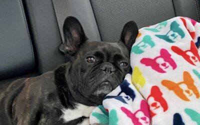 Motion Sickness in Dogs
