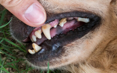 Why Does My Pet’s Breath Smell Bad?