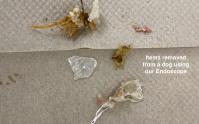 Endoscope addition at our practice