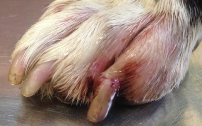 THE TORN NAIL