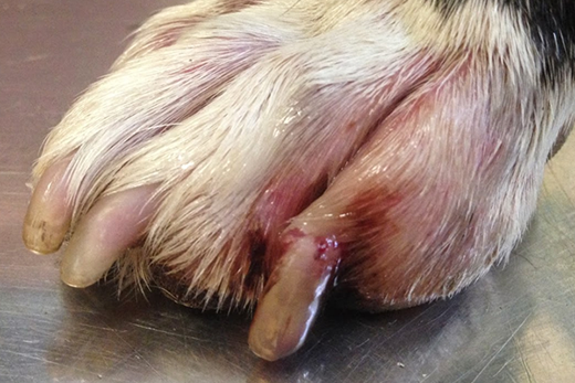 THE TORN NAIL